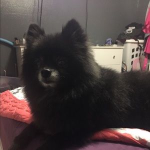 Meet your Posher, Vanessa